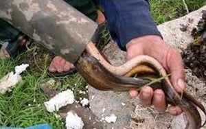 Cà Mau: Dùng tuyệt chiêu đặt trúm bẫy lươn đồng, dân kiếm tiền triệu mỗi tháng
