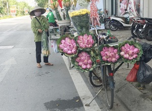 Mùa sen đừng mất tiền mua "hàng rởm", bí kíp phân biệt là đây