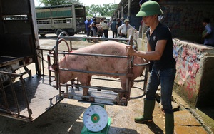 Giá lợn hơi cứ xỉu dần, nông dân vùng "thủ phủ nuôi lợn" phía Bắc nhiều nhà bỏ chuồng hoang