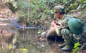 Rừng lạ ào ào lá đỏ (kỳ 2): Những cuộc kiếm tìm