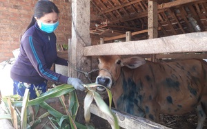 Bình Định: Đang khỏe mạnh, bò bỗng dưng nổi u cục bất thường, nông dân "lo sốt vó"