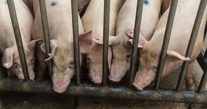 Lợn béo phì ở Trung Quốc khiến giá thịt lợn nước này tụt dốc liên tục