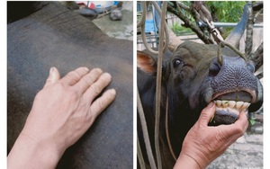 Nghệ An: Những con bò có vóc dáng "khủng", được ăn ngon, đi tập thể dục đều đặn giá hàng nghìn đô la Mỹ