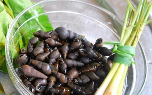 Quảng Nam: Bắt loài ốc đá nhìn như cái đinh đem hầm đậu đen thành món đặc sản "ông ăn bà khen"