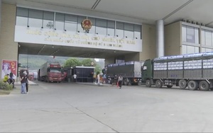Trên 3.600 tấn vải tươi được xuất qua Trung Quốc, đảm bảo an toàn phòng dịch