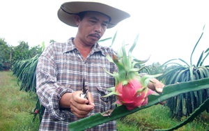 Khám phá vườn trồng thanh long lớn nhất, độc đáo nhất ở thành phố Hồ Chí Minh, nhiều người kéo đến xem