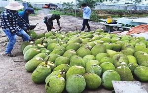 Giá mít Thái hôm nay 27/5: Vì sao vườn hết mít mà chủ vựa vẫn lựa mít "căn ke", toàn đánh xuống mít Kem?