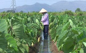 Bình Thuận: Trồng luân canh thứ cây ra quả gọi là củ với giống khoai môn tốt um, cứ 1 sào &quot;ăn chắc&quot; 25 triệu