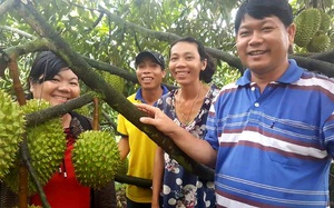 Nhiều doanh nghiệp làm “bà đỡ” thu mua trái cây mùa dịch Covid-19, xuất khẩu đều đều