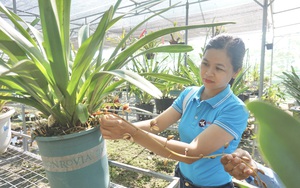 Đà Nẵng: Ngắm vườn lan rừng trị giá hàng chục tỷ đồng với la liệt các loài hoa lan giả hạc đột biến đắt tiền