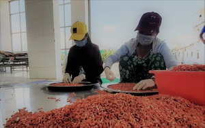 Đặc sản tôm khô Rạch Gốc của tỉnh Cà Mau được làm từ mấy loại tôm, loại tôm nào làm khô ngon nhất?