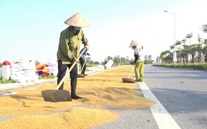 Hà Nội: Bất chấp nguy hiểm, người dân vẫn phơi thóc kín đường quốc lộ