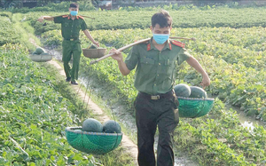 Công an vùng "tâm dịch" Bắc Giang ra đồng thu hoạch nông sản giúp nông dân
