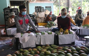Sơn La: Nhiều giải pháp hỗ trợ sản phẩm nông sản vươn ra thị trường trong nước và quốc tế