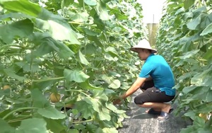 Tuyên Quang: Anh nông dân trồng dưa lưới áp dụng công nghệ cao, thu hoạch đến đến đâu, bán hết đến đấy