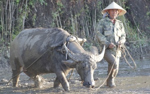 Nông dân Quảng Bình vật lộn gieo cấy vụ hè thu dưới cái nắng 40 độ C 