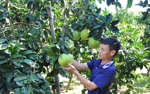 Nguồn vốn vay này giúp nhà nông Tuyên Quang trồng bưởi ngon tăng thu nhập