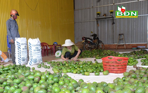 Đắk Nông: Mới vào đầu vụ hái trái bơ mà nông dân đã lo ngay ngáy, làm thế nào để bán hàng chục ngàn tấn?