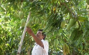 Bình Định: Trồng xoài trên đất toàn cát, cứ tưởng đem tiền đi chôn hóa ra chi chít quả, ông nông dân lãi nửa tỷ