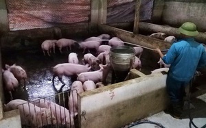 Hà Tĩnh "căng mình" phòng chống dịch tả lợn châu Phi