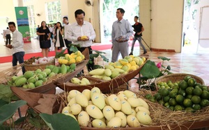 Loại quả trồng nhiều nhất Đồng Tháp phải cạnh tranh với sản phẩm của Campuchia trên đất Trung Quốc