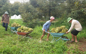 Vì sao giá sầu riêng đầu mùa tăng cao, nhưng niềm vui của nông dân ở nơi này "bị trừ" đi 1 nửa?