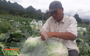 Sơn La: Bỏ ngô trồng rau an toàn, một nông dân thu cả tỷ đồng mỗi năm