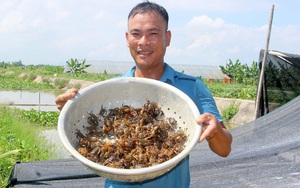 Nghệ An: Nắng nóng chang chang chàng nông dân nuôi cua đồng ngoài ruộng lúa, bắt một lúc được cả chậu to