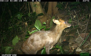 TT-Huế: Vừa phát hiện ở Khu bảo tồn thiên nhiên Phong Điền loài mang quý hiếm tưởng như đã tuyệt chủng