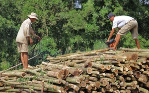 Cà Mau: Giá gỗ rớt thảm, không ai mua khiến người trồng rừng lao đao, mọi dự định cũng dở dang theo