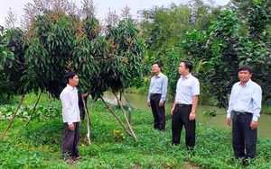 Vựa lúa Đồng Tháp Mười sống cùng nỗi lo cây - con mới (Bài 2): Bỏ lúa, thu hái trái ngọt