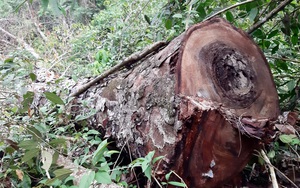 Hà Giang: Rừng nghiến cổ thụ ở Vườn Quốc gia Du Già bị tàn phá với quy mô chưa từng có 