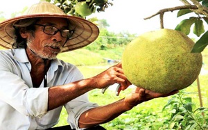 Quảng Nam: Một ông nông dân trồng vườn 10 loại cây đặc sản, trong đó có quả bưởi to như quả mít nặng 5kg