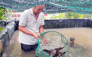Hậu Giang: Giá cá chạch lấu to bự bất ngờ 