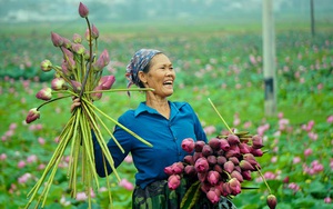 Thanh Hóa: Trồng loài hoa &quot;vạn người mê&quot; tỏa hương thơm ngát thay trồng lúa, cặp đôi U70 bỏ túi hàng chục triệu đồng