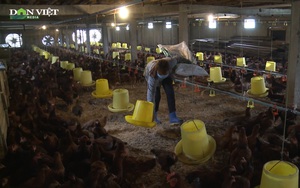 Đứt gãy chuỗi cung ứng, nông dân Hà Nội lao đao tìm đầu ra cho đàn gà quá lứa