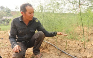 Sơn La: Trồng rau lạ ví như "rau hoàng đế” trên đất bỏ hoang, bất ngờ ngày nào cũng thu tiền đều đều