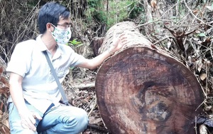 Chủ tịch UBND tỉnh Hà Giang vào hiện trường vụ phá rừng nghiến ở Vườn Quốc gia Du Già