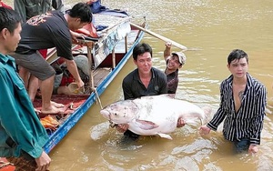 Sơn La: Nước sông Đà lại đột ngột cạn, dân chài lưới bắt toàn được cá khủng, có con cá mè nặng hơn 50kg