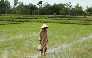 Quảng Ngãi: Nông dân lội đồng tìm diệt loài ốc này giữa cái nắng như "thiêu đốt"