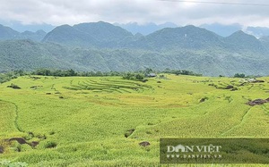 Tháng 6, đẹp ngất ngây với mùa vàng trên đỉnh Pù Luông