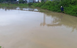 Hà Tĩnh: Sau trận mưa lớn, nhiều diện tích lúa hè thu chìm trong biển nước