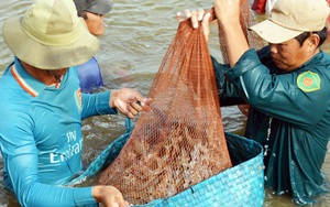Mỹ-EU tăng tốc thu gom, một loài thủy sản của Việt Nam thu ngay 1,26 tỷ USD