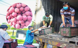 Cần Thơ tiêu thụ vải thiều Bắc Giang: Hàng trăm tấn đã được tiêu thụ, bán ở chỗ nào?