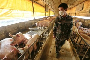 Trung Quốc ồ ạt nhập khẩu đậu nành để nuôi lớn đàn heo