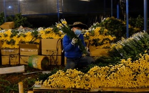 Lâm Đồng: Chợ hoa Đầm Sen mở cửa trở lại khiến giá hoa cúc Đà Lạt tăng vọt trở lại