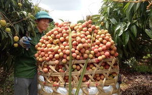 Loại quả vang danh khắp Việt Nam, là đặc sản nức tiếng đang được bán với giá cao ngất ở nước ngoài