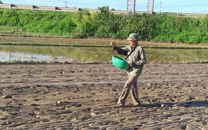 Hà Tĩnh: Nông dân tất bật gieo lại lúa sau ảnh hưởng của cơn bão số 2