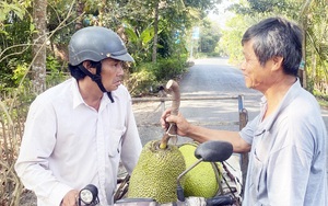 “Trái đắng” từ trồng mít Thái, từ chỗ lãi đậm nay &quot;bỏ thì thương, vương thì tội&quot;