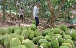 Giá mít Thái giảm kỷ lục: Hệ lụy đã được cảnh báo trước, nguyên nhân sâu xa là gì?